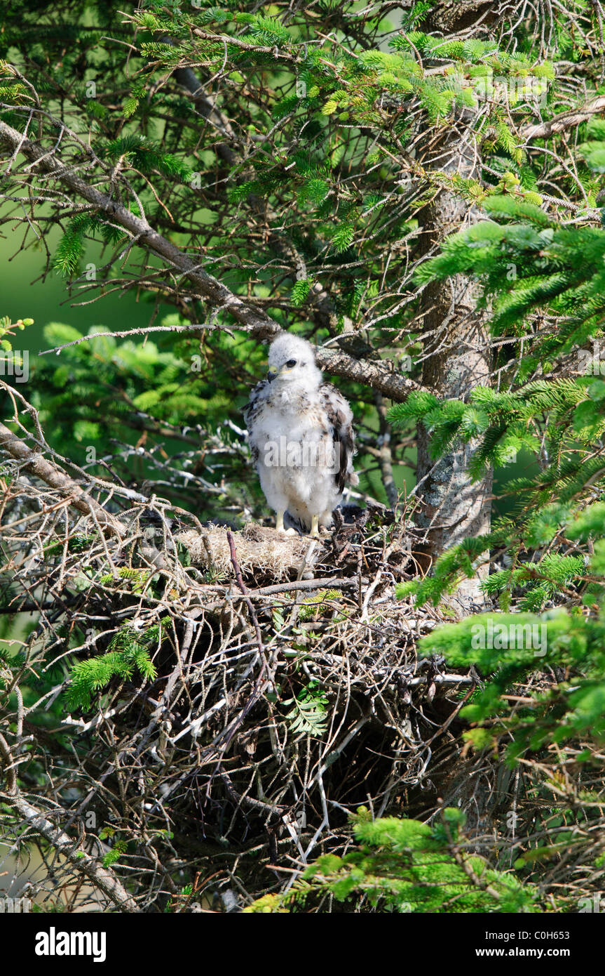 Buteo buteo common buzzard nest hires stock photography and images Alamy