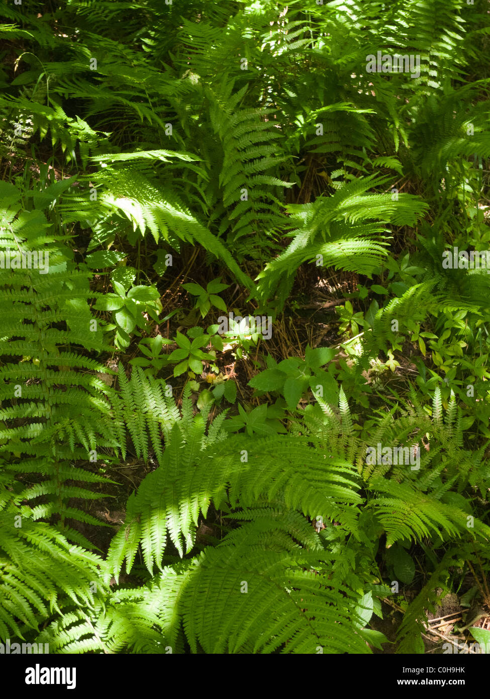 Woodland ferns hi-res stock photography and images - Alamy