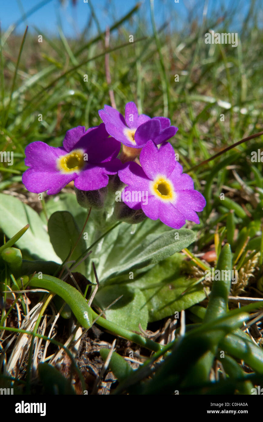 Scottish Primrose (Primula scotica) Stock Photo