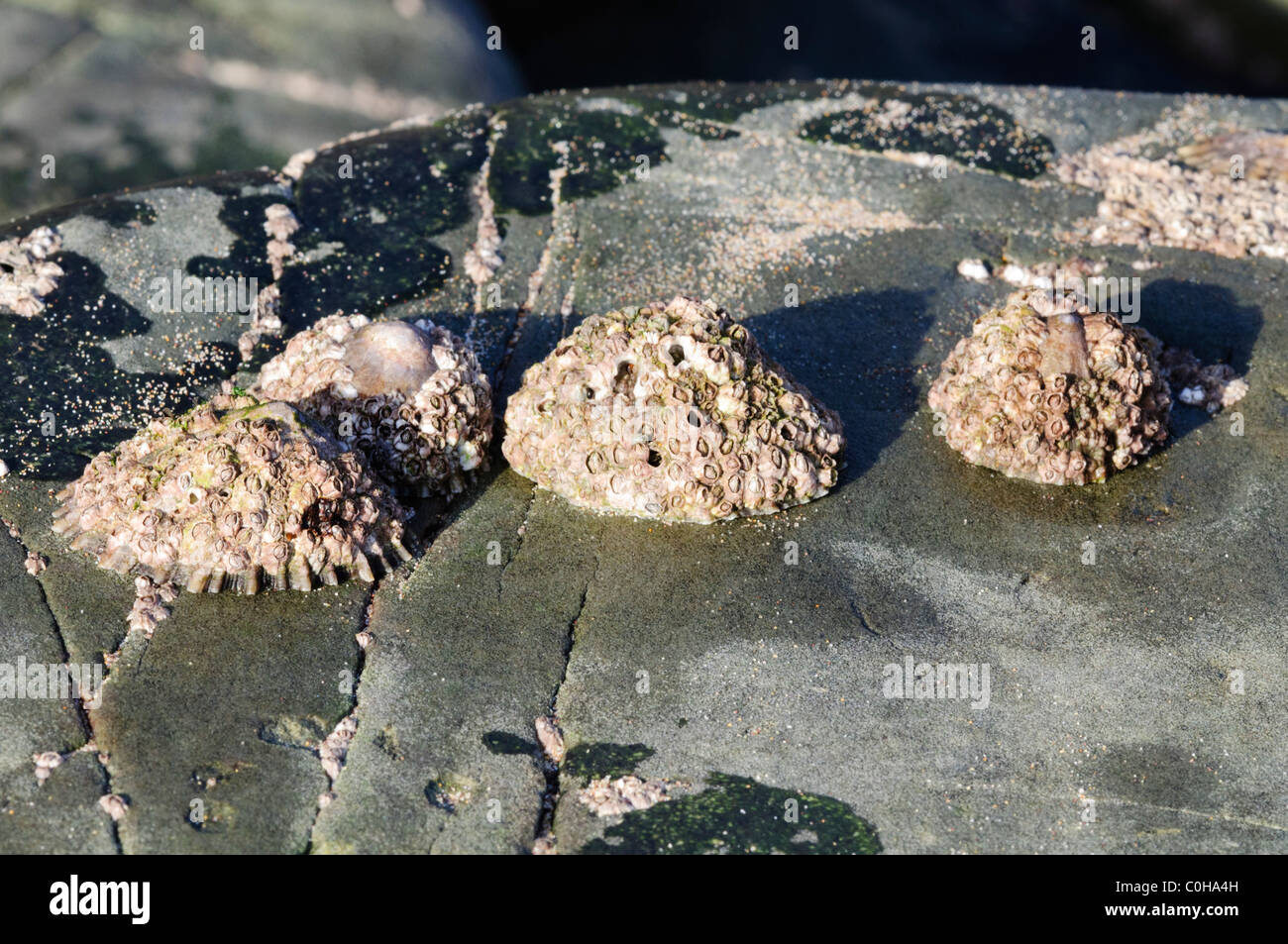 Common Limpet (Patella vulgata), encrusted with Barnacles Stock Photo