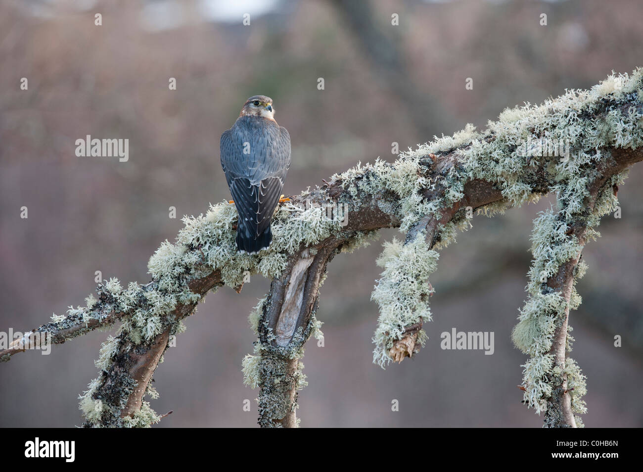 Merlin bird male hi-res stock photography and images - Alamy