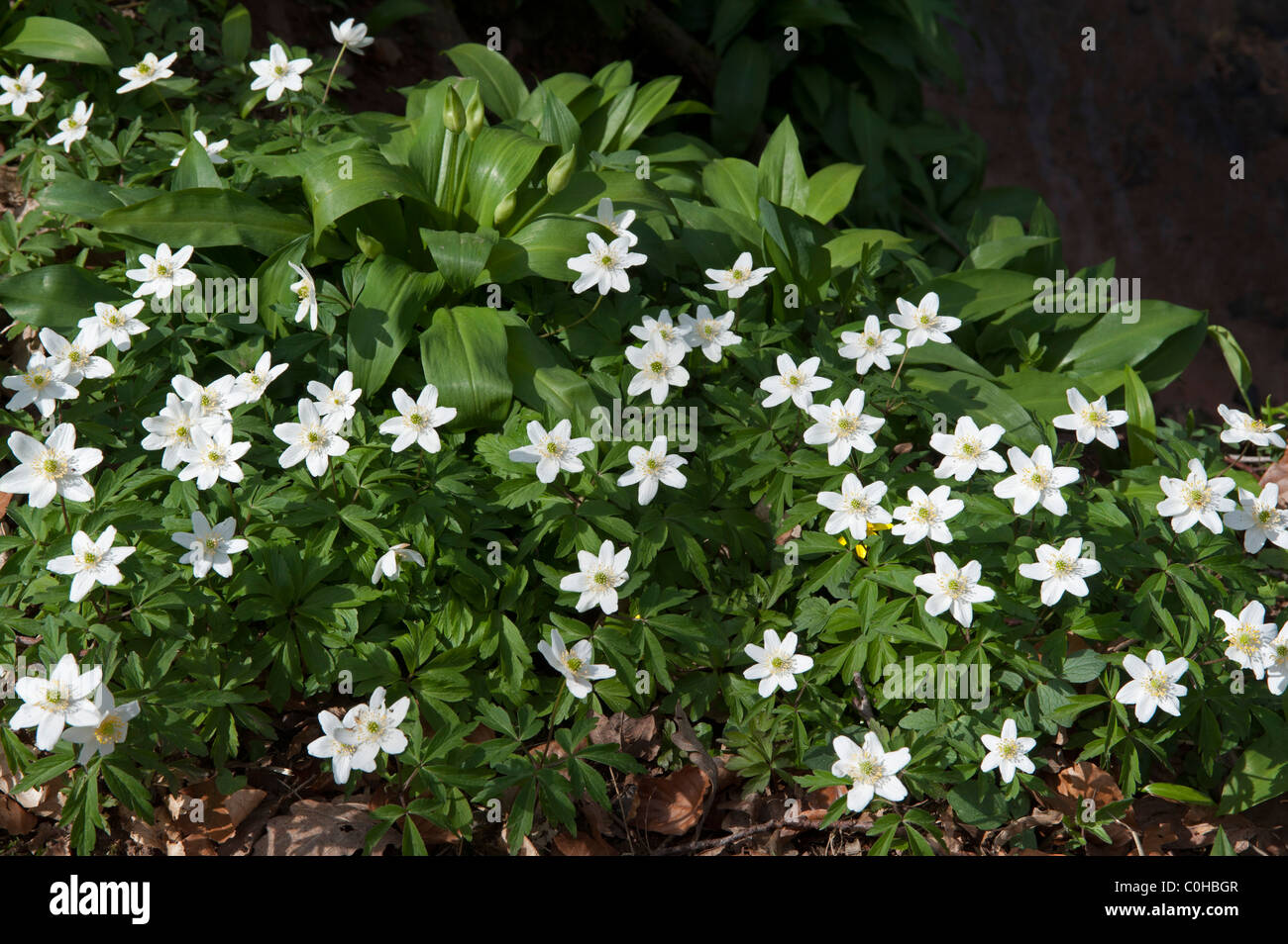 Wood Anenome (Anemone nemorosa), group Stock Photo