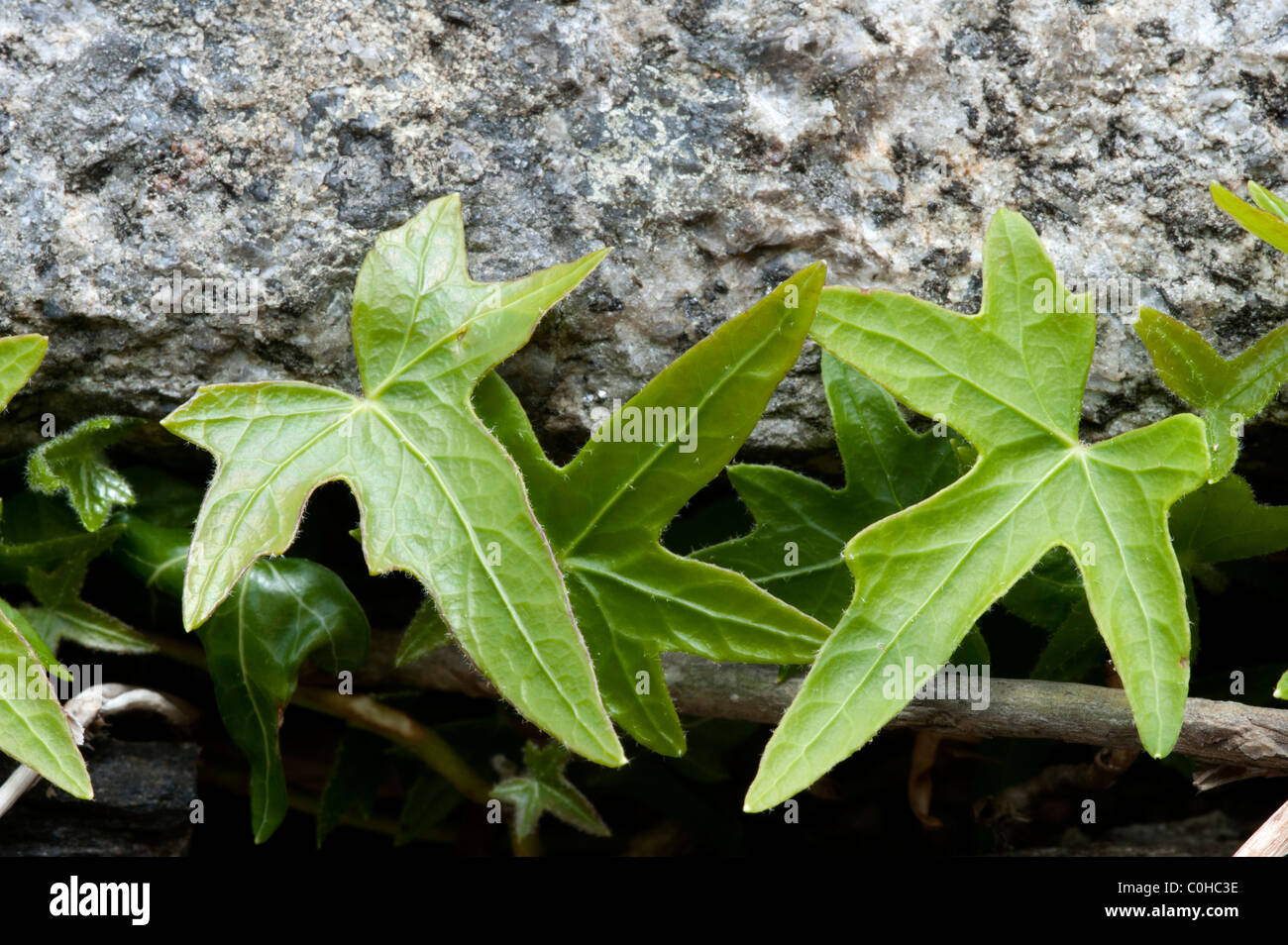 Ivy (Hedera helix) on granite wall Stock Photo