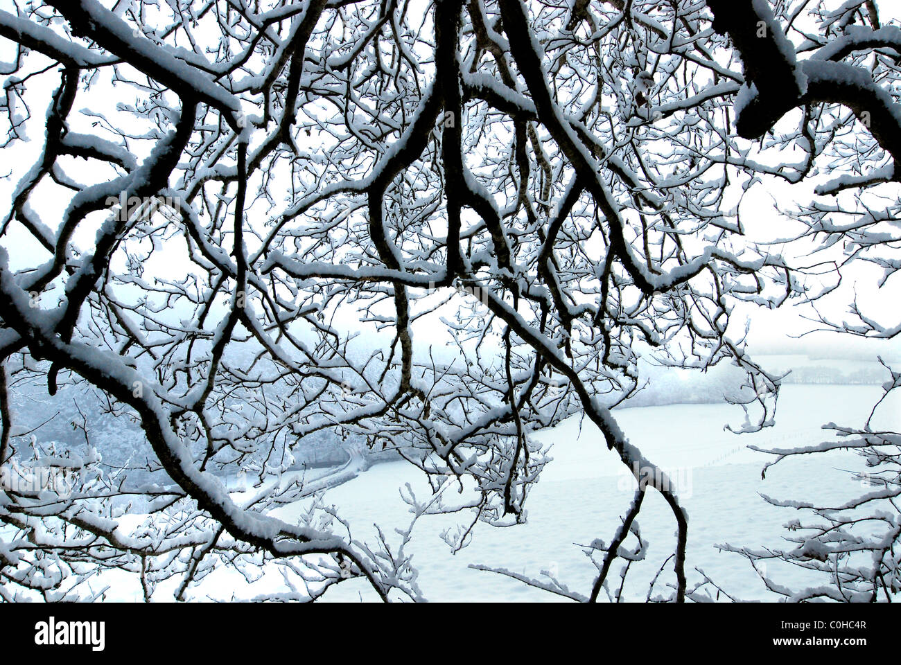 Frosted Tree Branches High Resolution Stock Photography and Images - Alamy