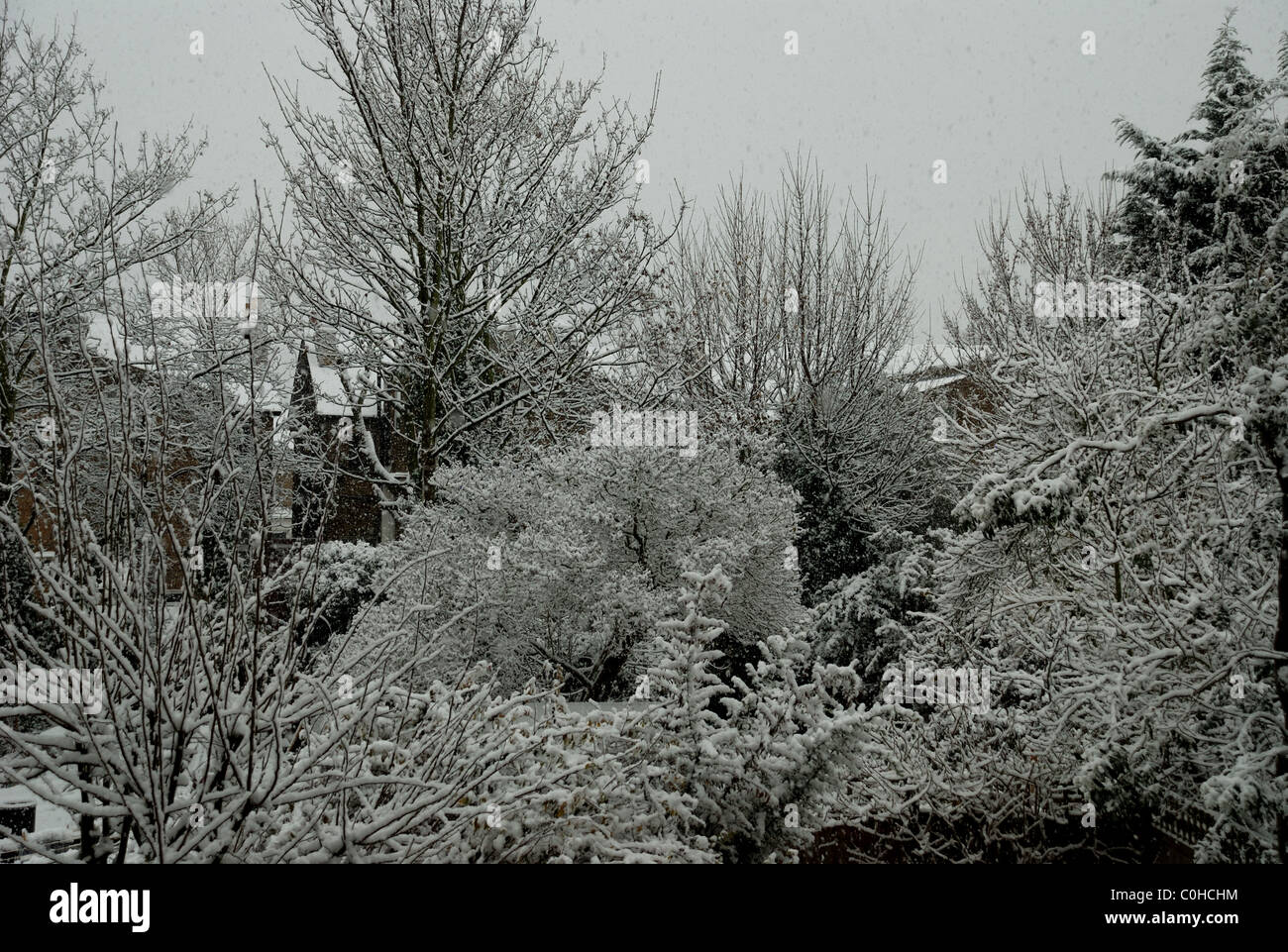 Trees in back gardens covered in snow. London, UK, Europe. Stock Photo