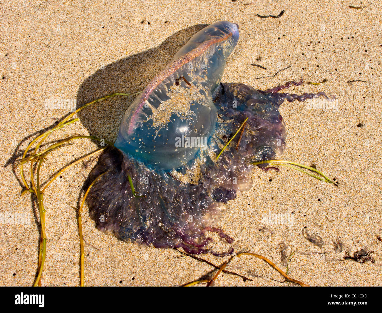 Portuguese man ‘o war hi-res stock photography and images - Alamy