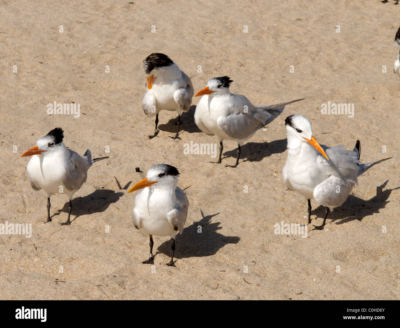 Royal Terns on sand. Stock Photo
