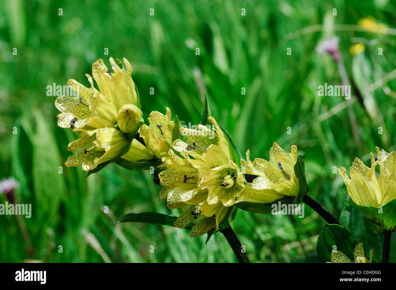 Spotted Gentian (Gentiana punctata) Stock Photo