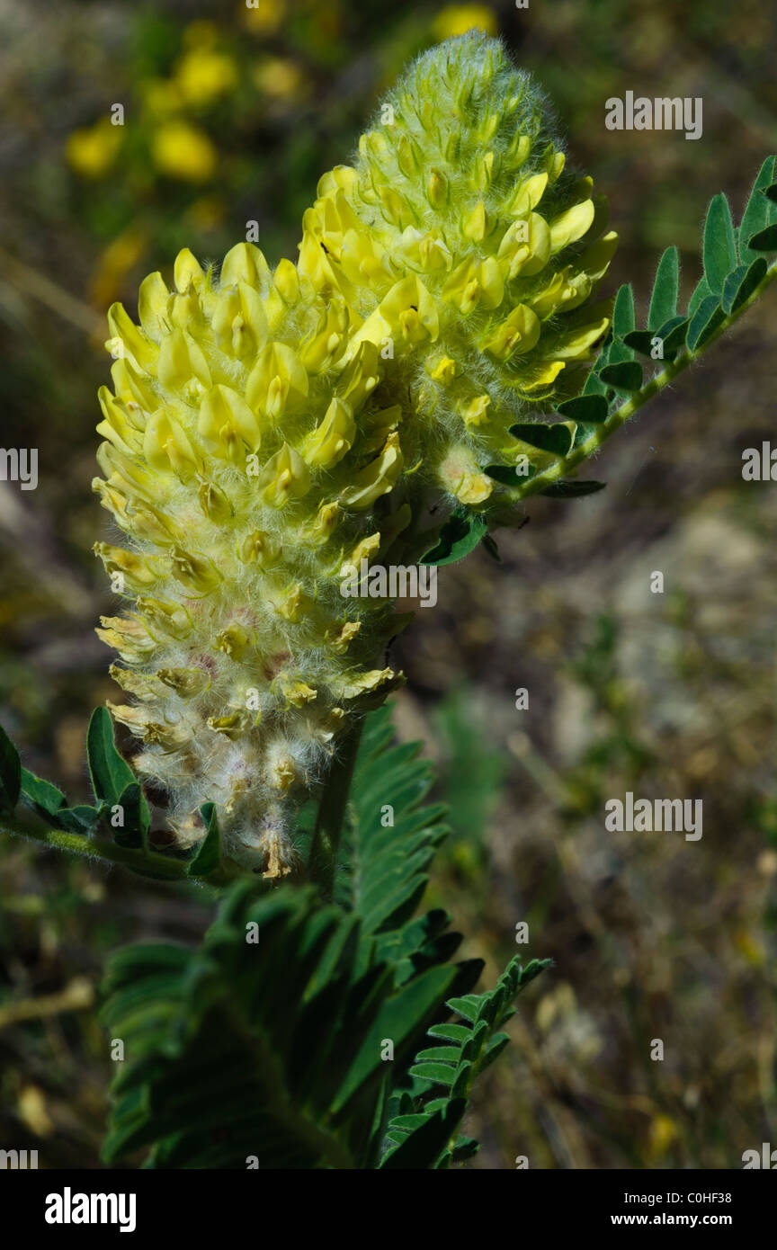 Astragalus centralpinus Stock Photo