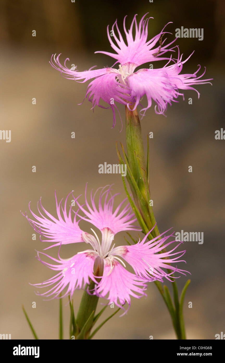 Fringed Pink (Dianthus sternbergii) Stock Photo