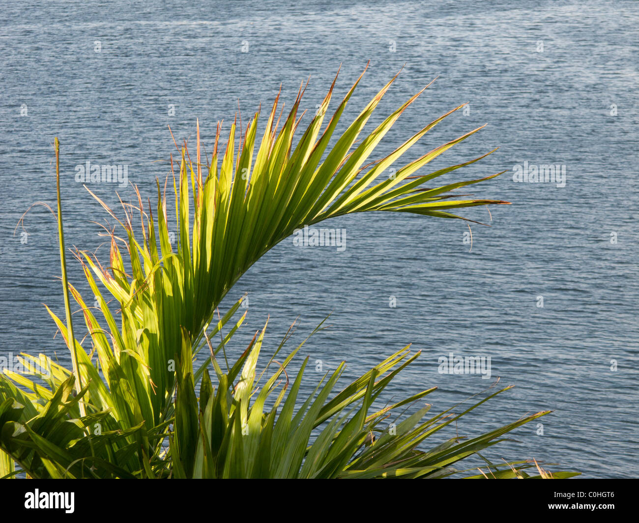 Palm frond over ocean. Stock Photo