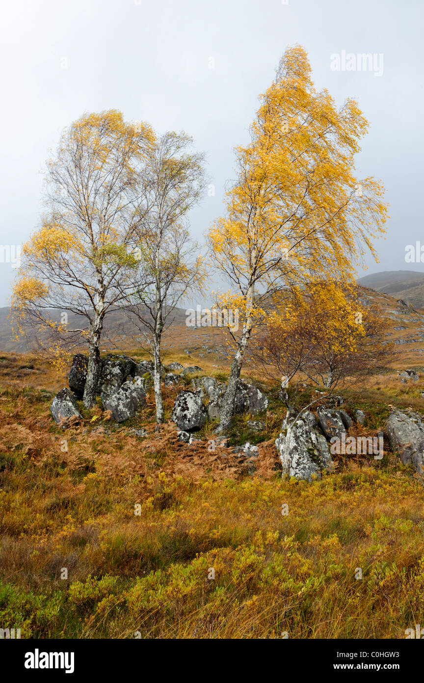 Silver Birches (Betula pendula), autumn colours Stock Photo