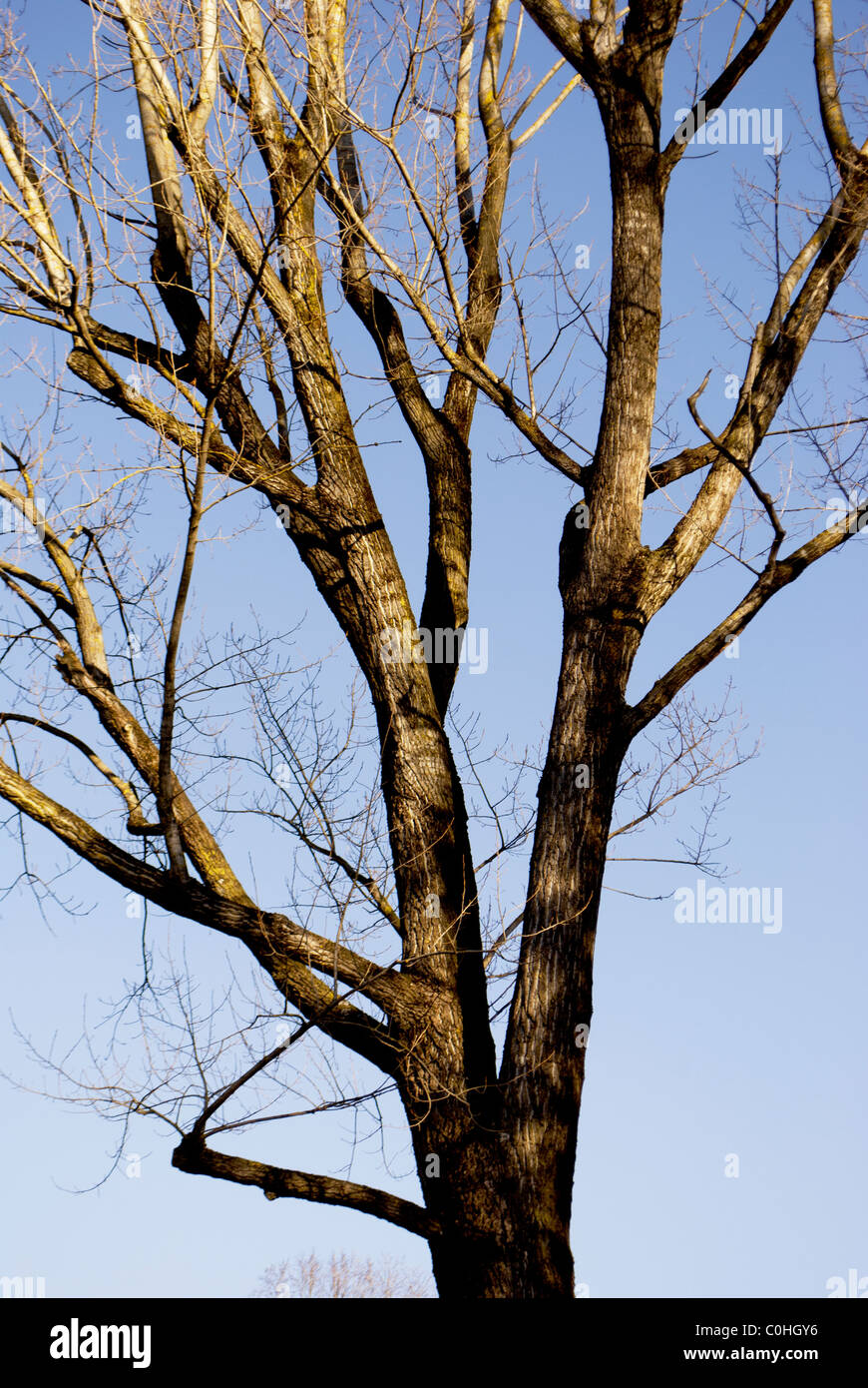 oak tree with blue sky background Stock Photo - Alamy