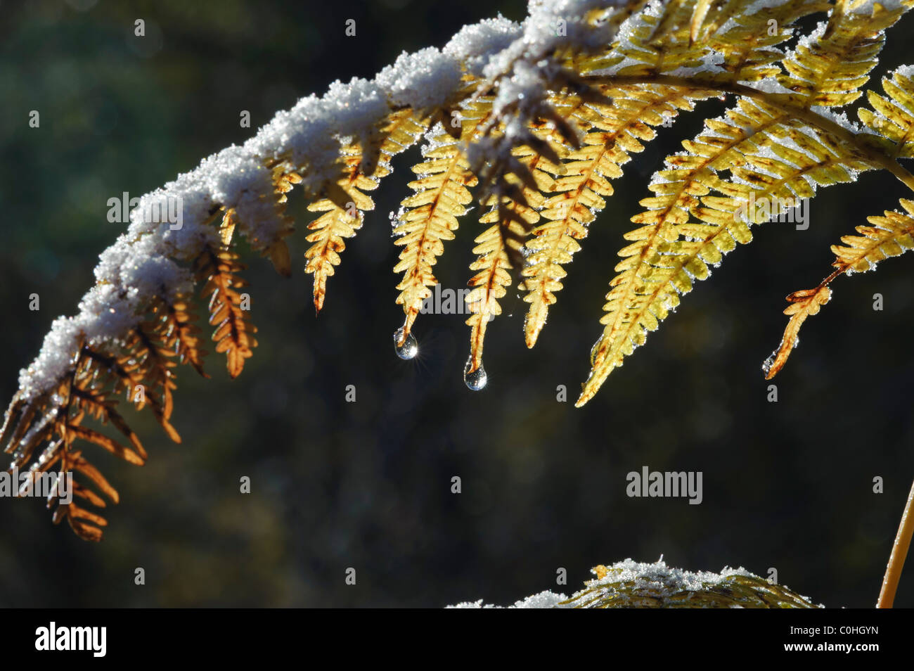 Bracken (Pteridium aquilinum), with snow Stock Photo