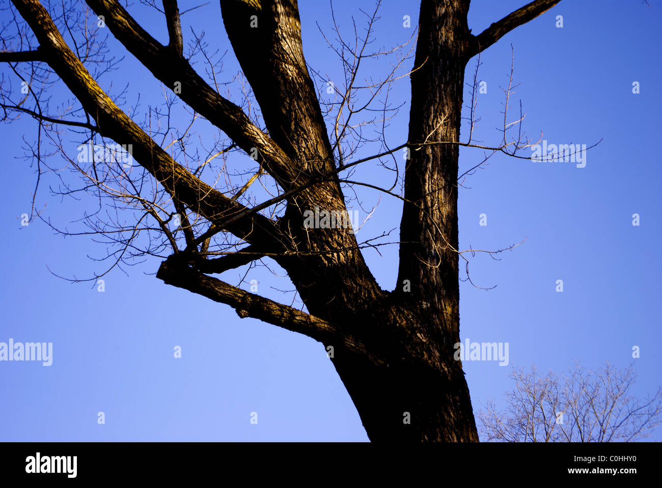 oak tree with blue sky background Stock Photo - Alamy
