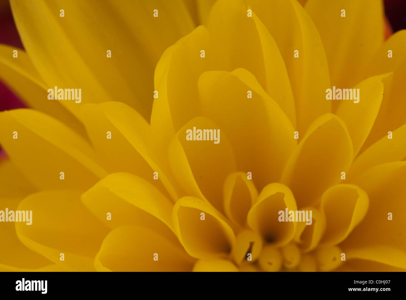 Flower petal yellow hi-res stock photography and images - Alamy