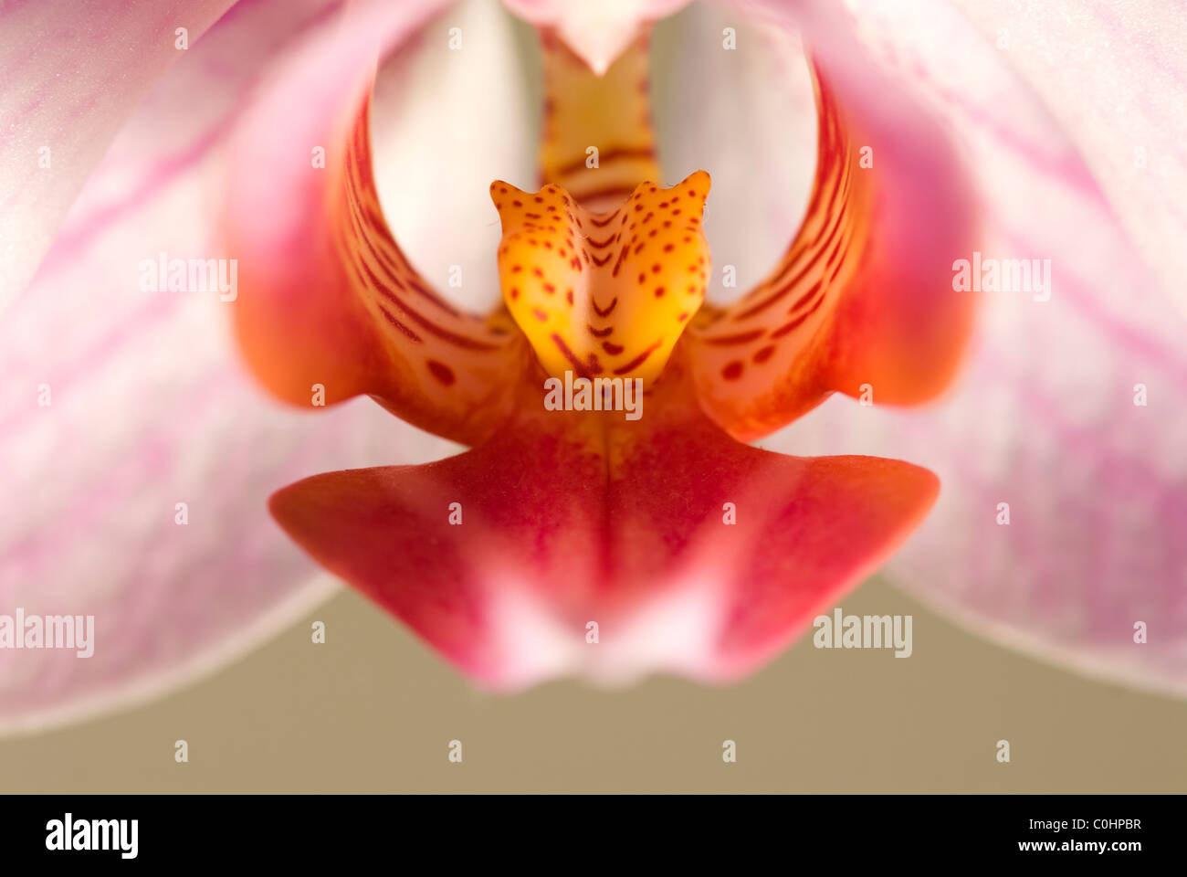 Beautiful white orchid pink center hi-res stock photography and images ...