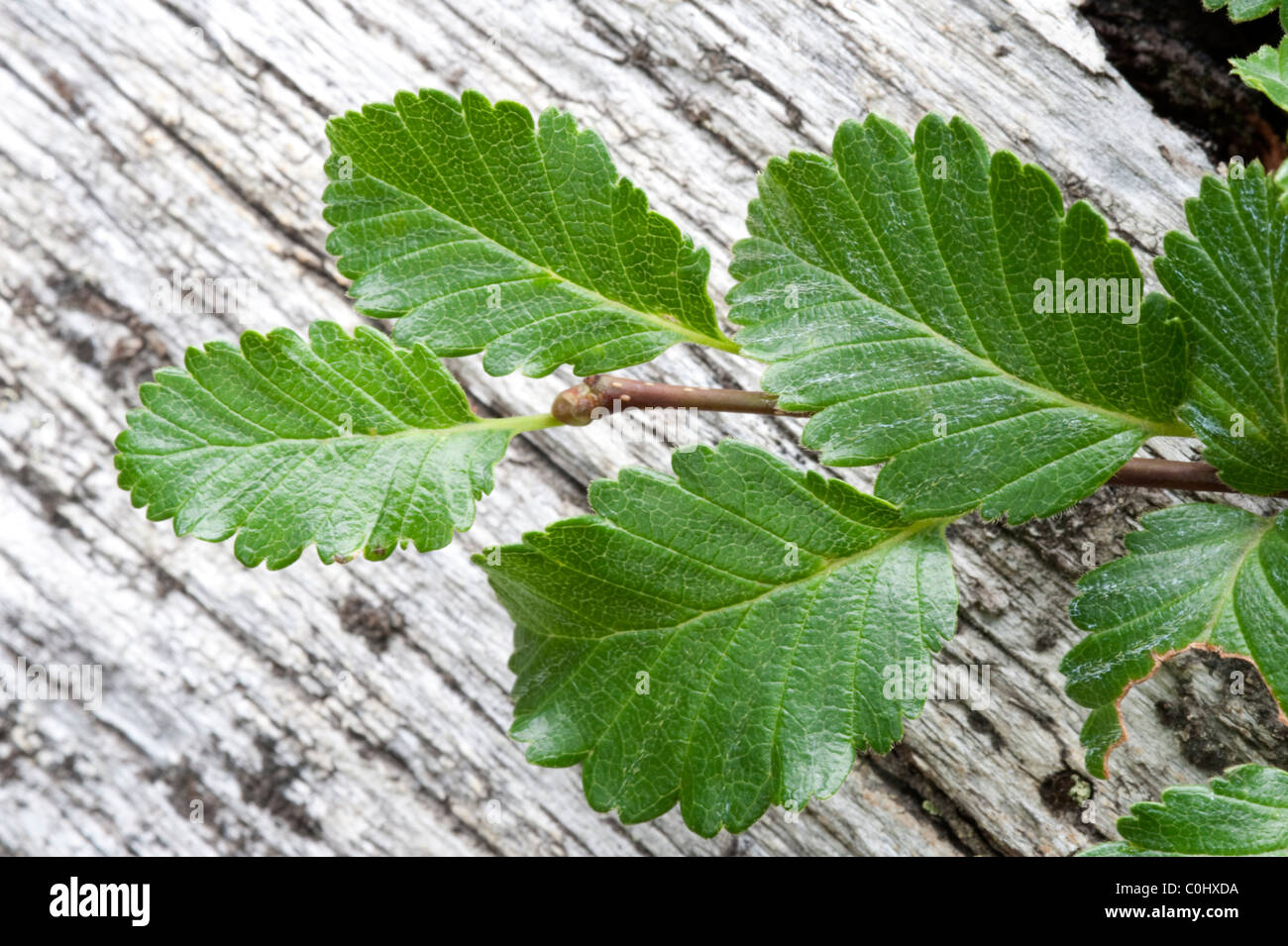 Southern Beech, Lenga (Nothofagus pumilio) bark and leaves Torres del Paine National Park, Patagonia, Chile, South America Stock Photo
