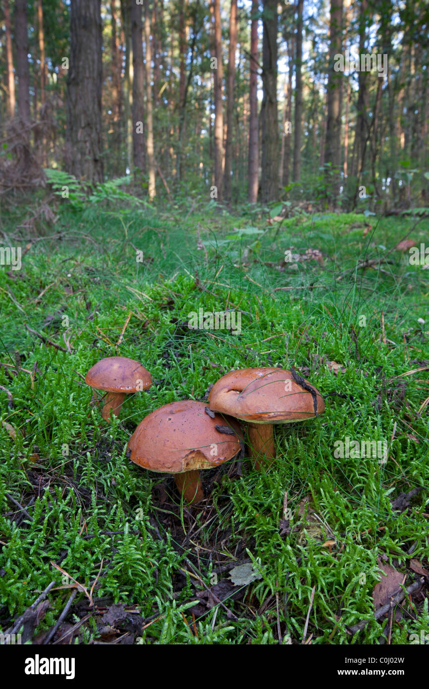 Bay boletes (Boletus badius / Xerocomus badius) in autumn forest Stock Photo