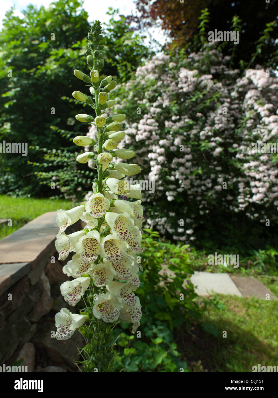 WHITE FOXGLOVE (DIGITALIS) FLOWER IN FULL BLOOM IN EARLY SUMMER SHRUB