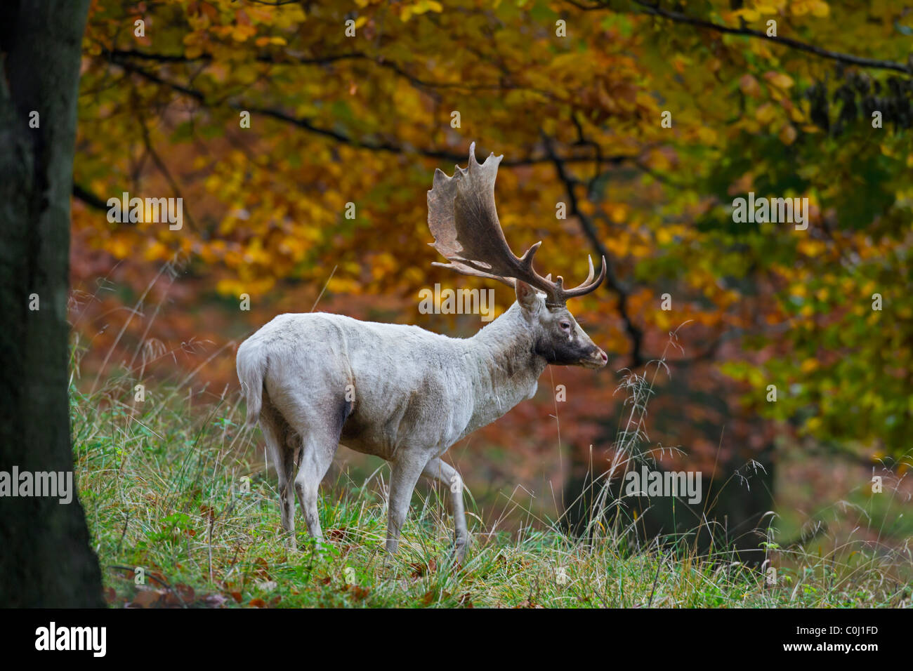 Fallow deer (Dama dama / Cervus dama) white buck in autumn forest during the rutting season, Denmark Stock Photo