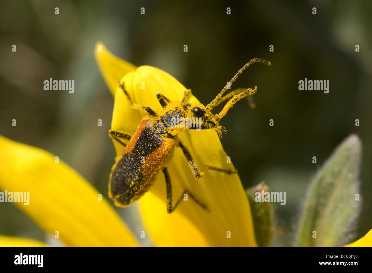 Soldier beetle (Chauliognathus sp) over a Mexican Sunflower (Tithonia tubaeformis) Stock Photo