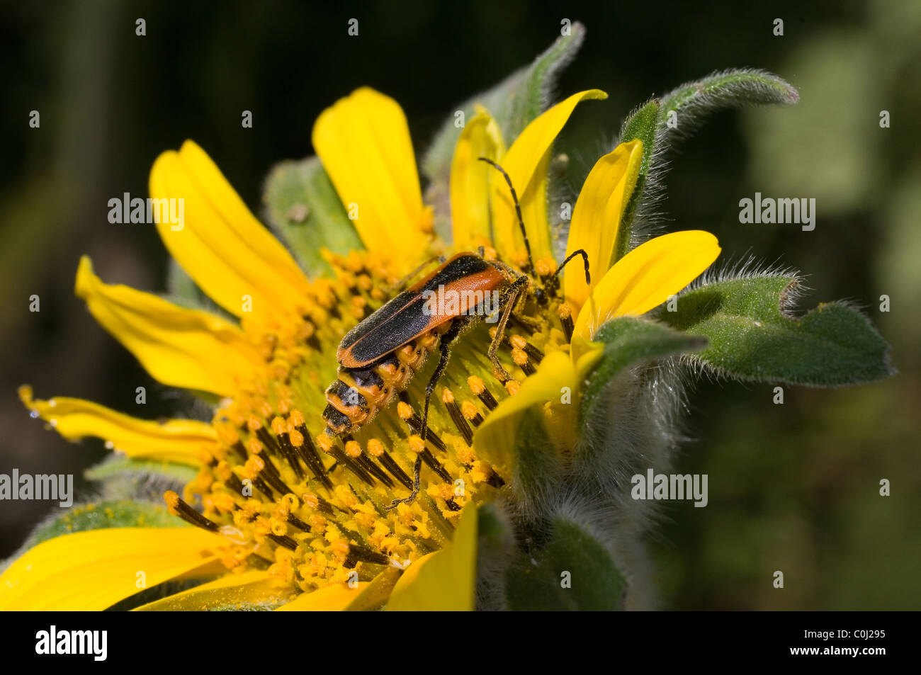 Soldier beetle (Chauliognathus sp) over a Mexican Sunflower (Tithonia tubaeformis) Stock Photo