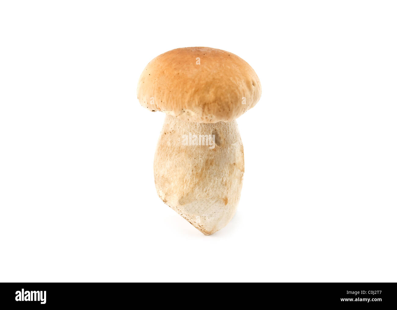 white mushroom isolated on a white background Stock Photo