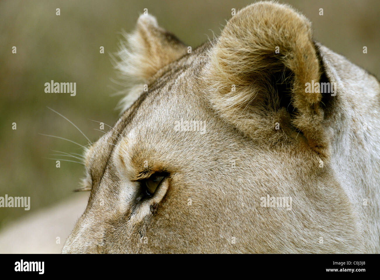 Lion ears hi-res stock photography and images - Alamy