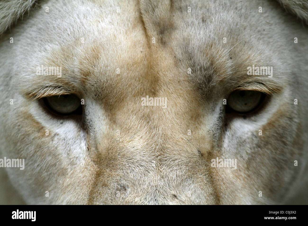 LIONESS EYES SEAVIEW GAME LION PARK SOUTH AFRICA SEAVIEW PORT ELIZABETH EASTERN CAPE SOUTH AFRICA SEAVIEW LION PARK SOUTH AFR Stock Photo