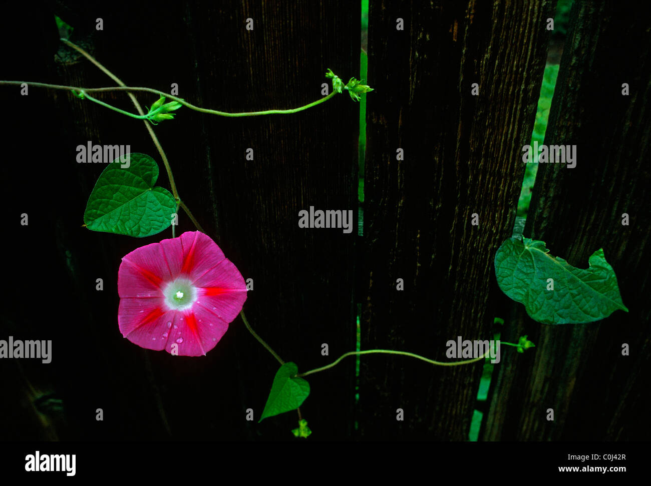 Morning glory vine blooms through weathered redwood fence, Colorado US
