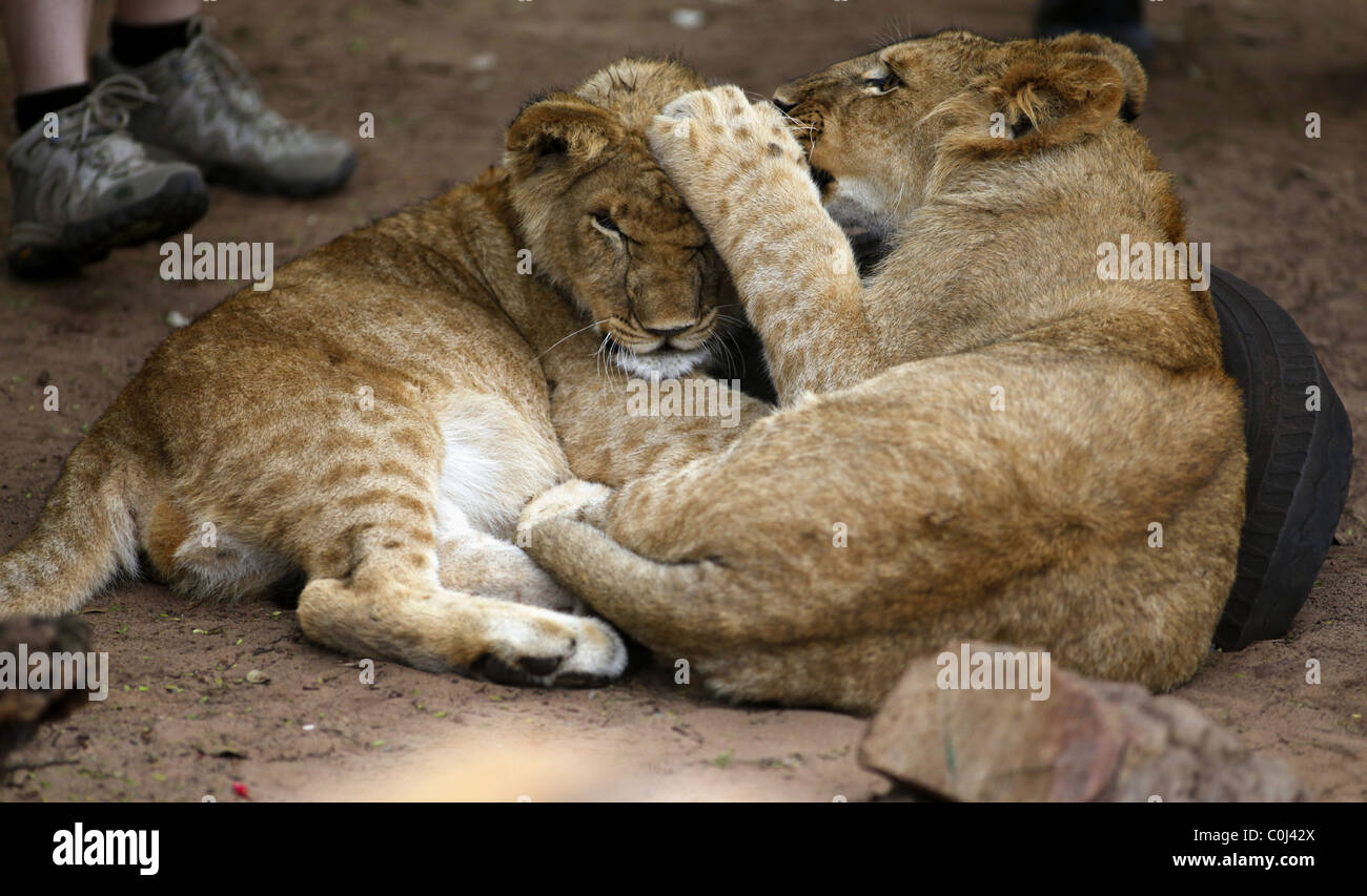 LION CUBS PLAYING SEAVIEW GAME LION SOUTH AFRICA SEAVIEW PORT ELIZABETH EASTERN CAPE SOUTH AFRICA SEAVIEW LION PARK SOUTH AFR Stock Photo