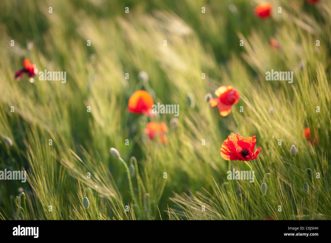 Red poppies on green wheat field in a windy day. Shallow DOF, focus on foreground. Stock Photo