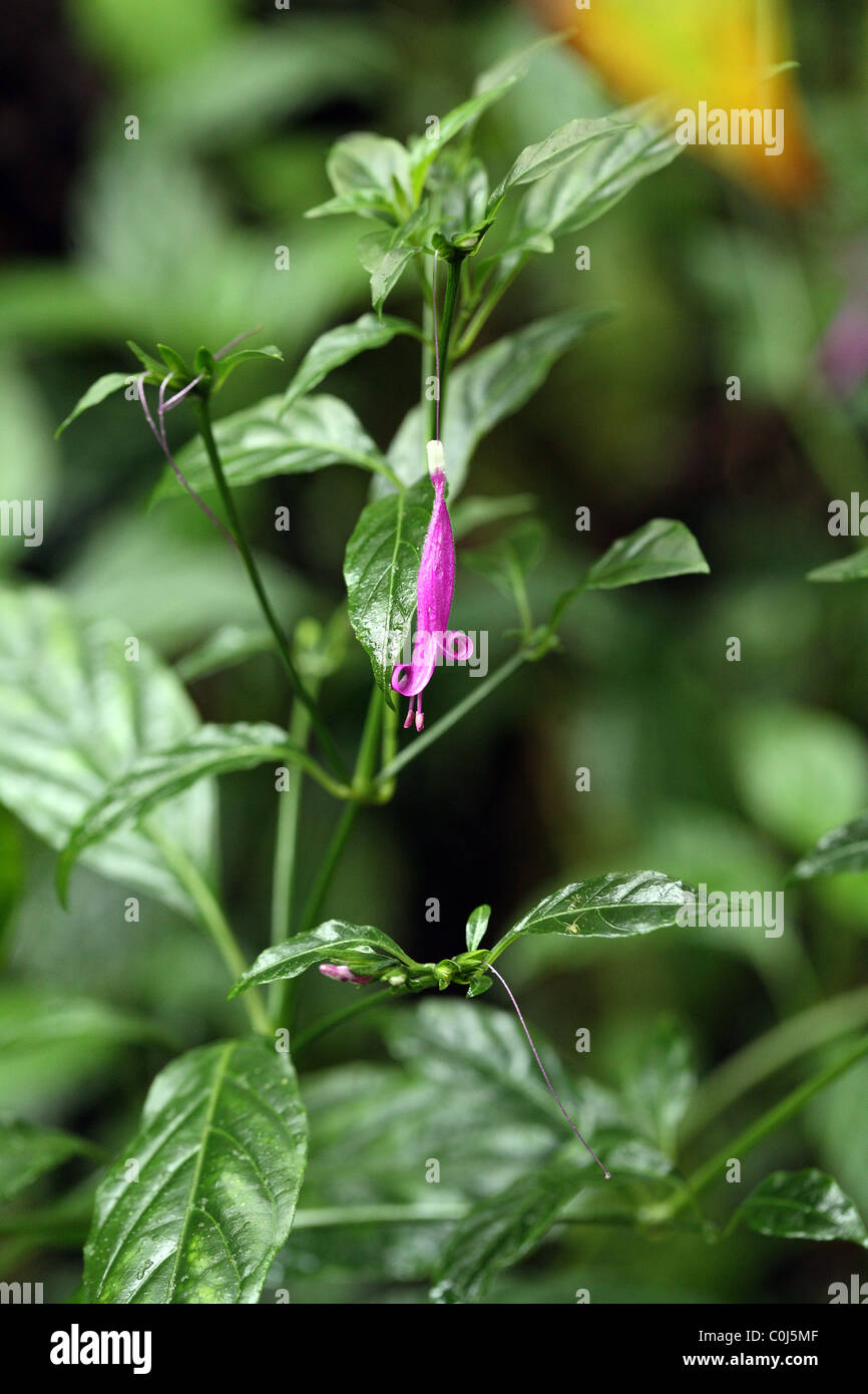 Nice purple flower hi-res stock photography and images - Alamy