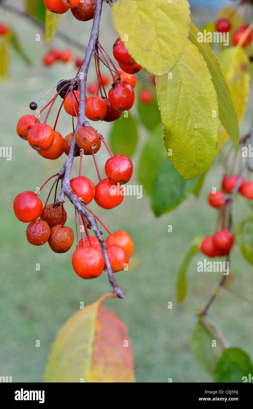 Close up image of crabapple fruits, Talus Rosaceae, hanging from a tree. USA. Stock Photo