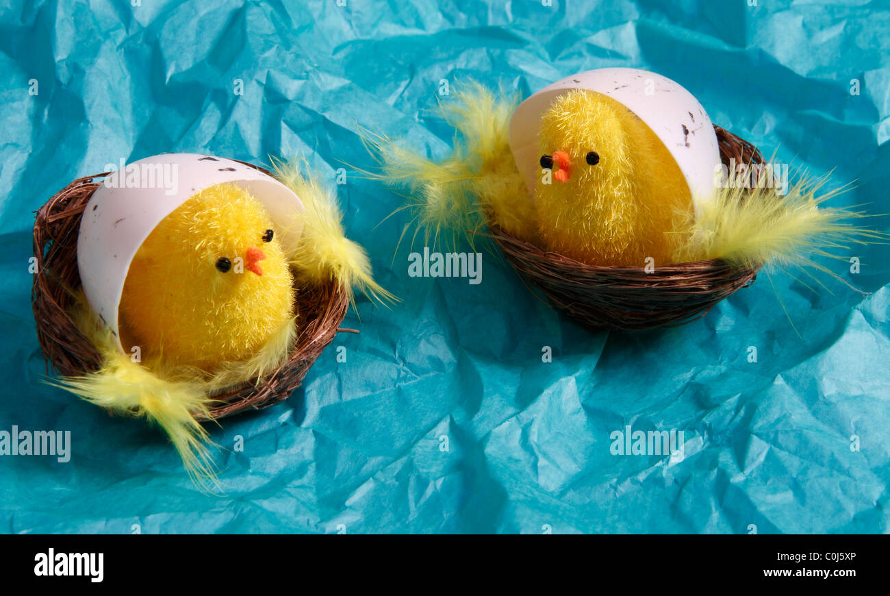 Two cute Easter Chicks in their Egg Shells Stock Photo