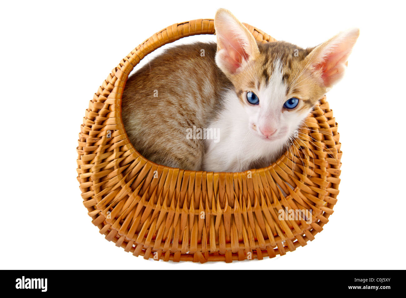 Little kitten cat in basket on white background Stock Photo - Alamy