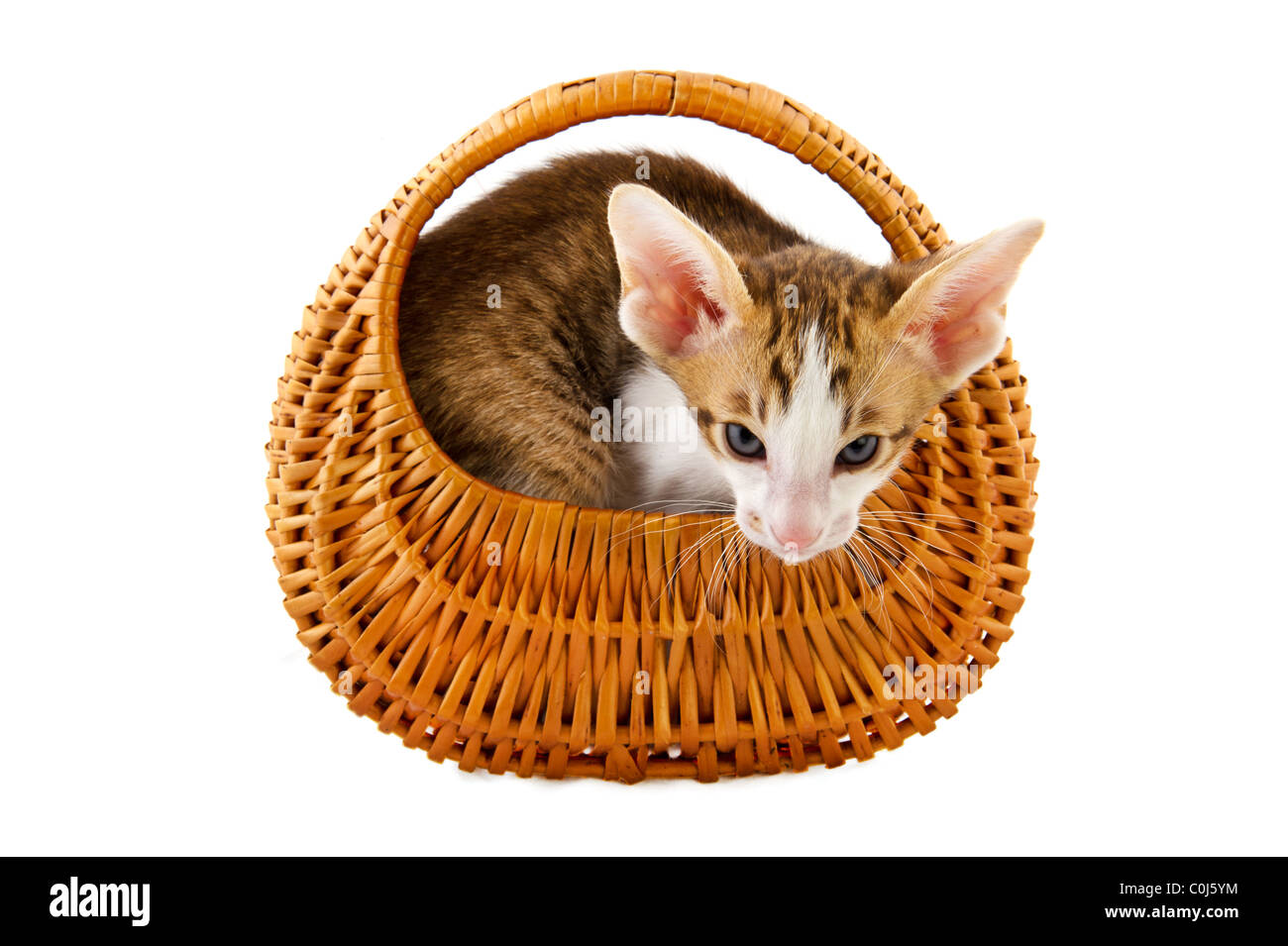 Little kitten cat in basket on white background Stock Photo - Alamy