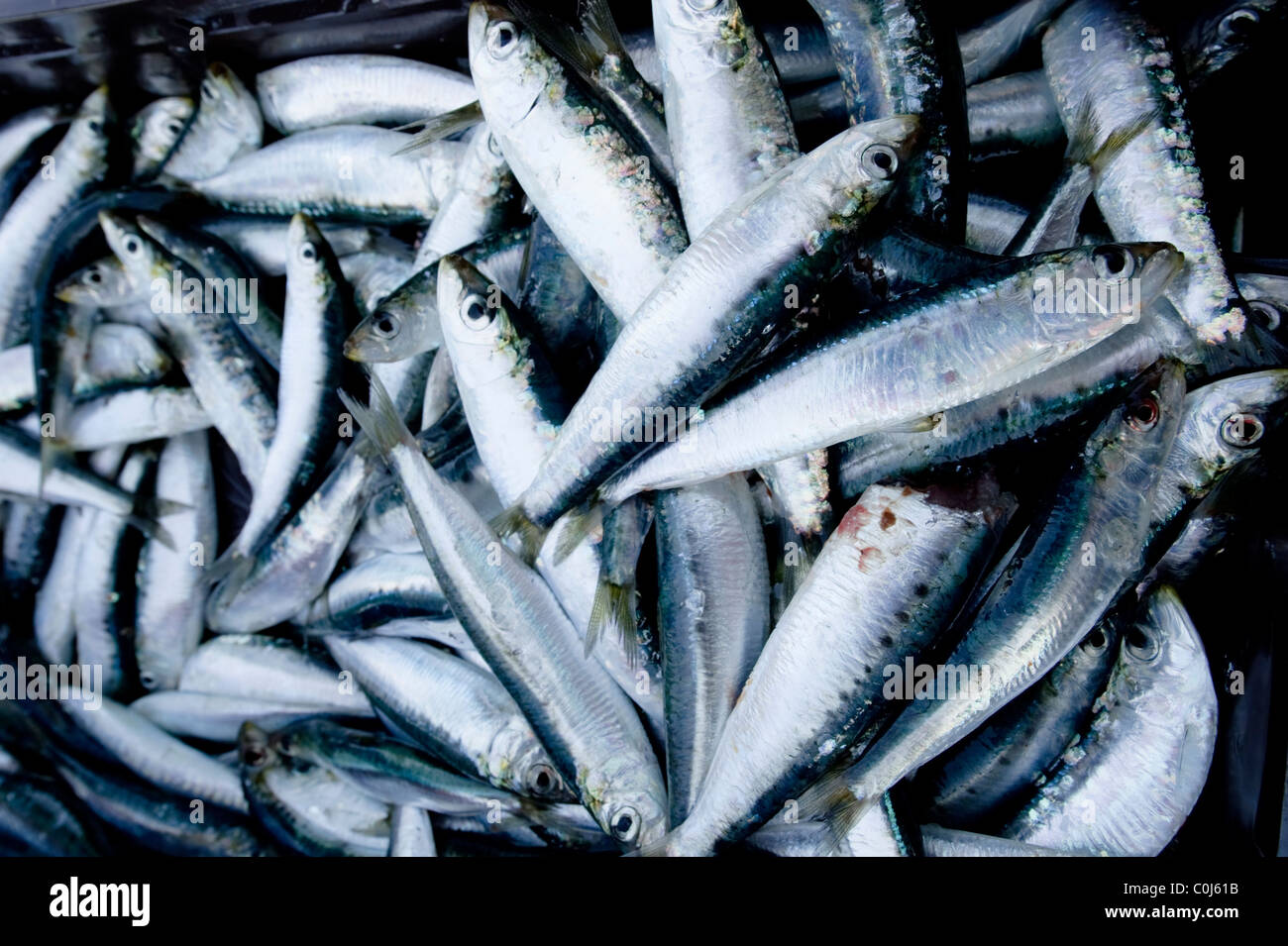 fresh small sardine fish for sale in the small port village of Drevnik