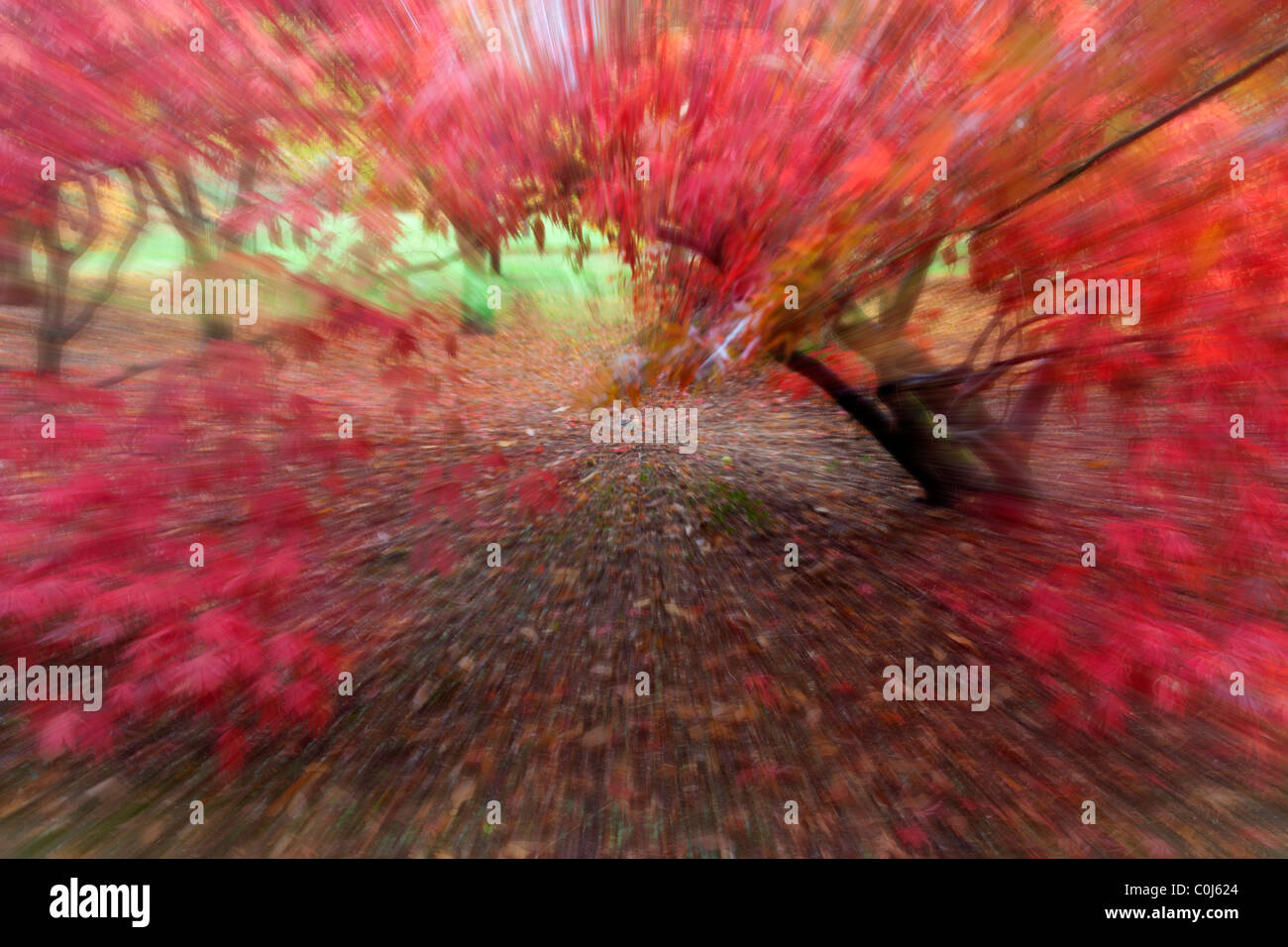 Autumn seasonal colours hi-res stock photography and images - Alamy