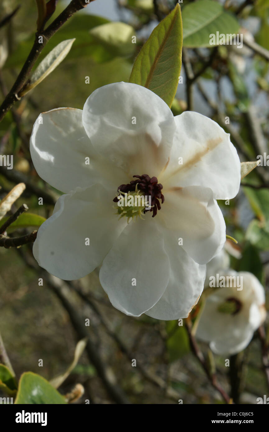 Magnolia wilsonii Stock Photo