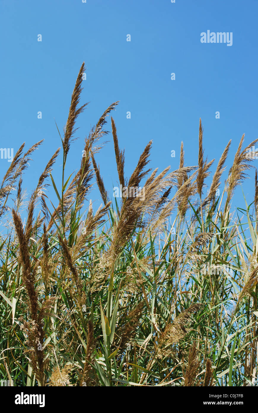 Reed grass on a lake Stock Photo - Alamy