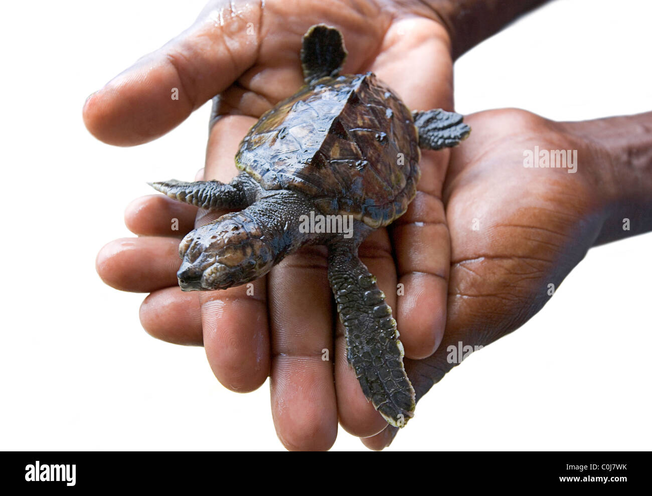 A man holds a baby Hawksbill turtle at the Oldhegg Turtle Sanctuary in Bequia, West Indies. Stock Photo