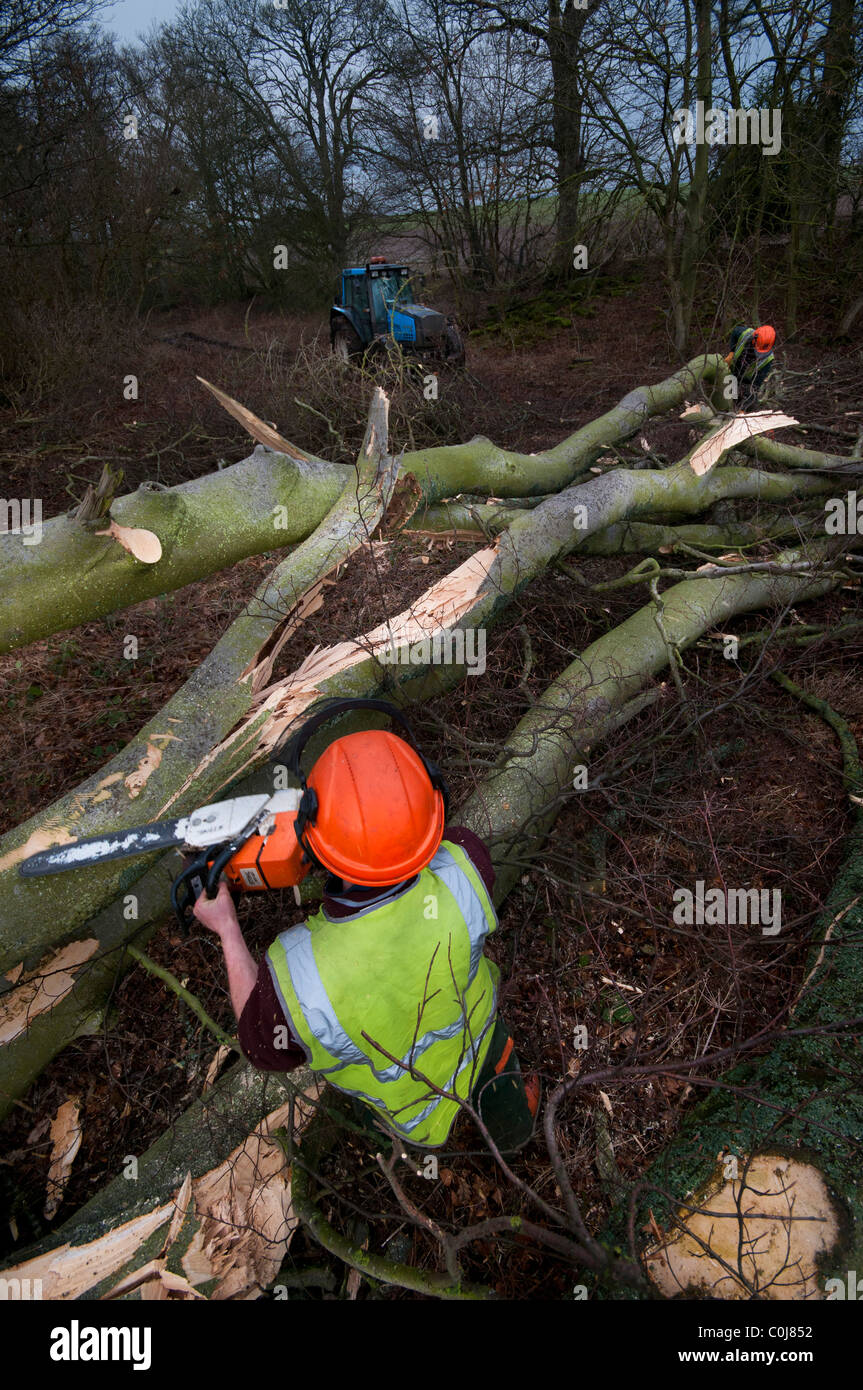 Wood cutters in the North of England working Stock Photo - Alamy