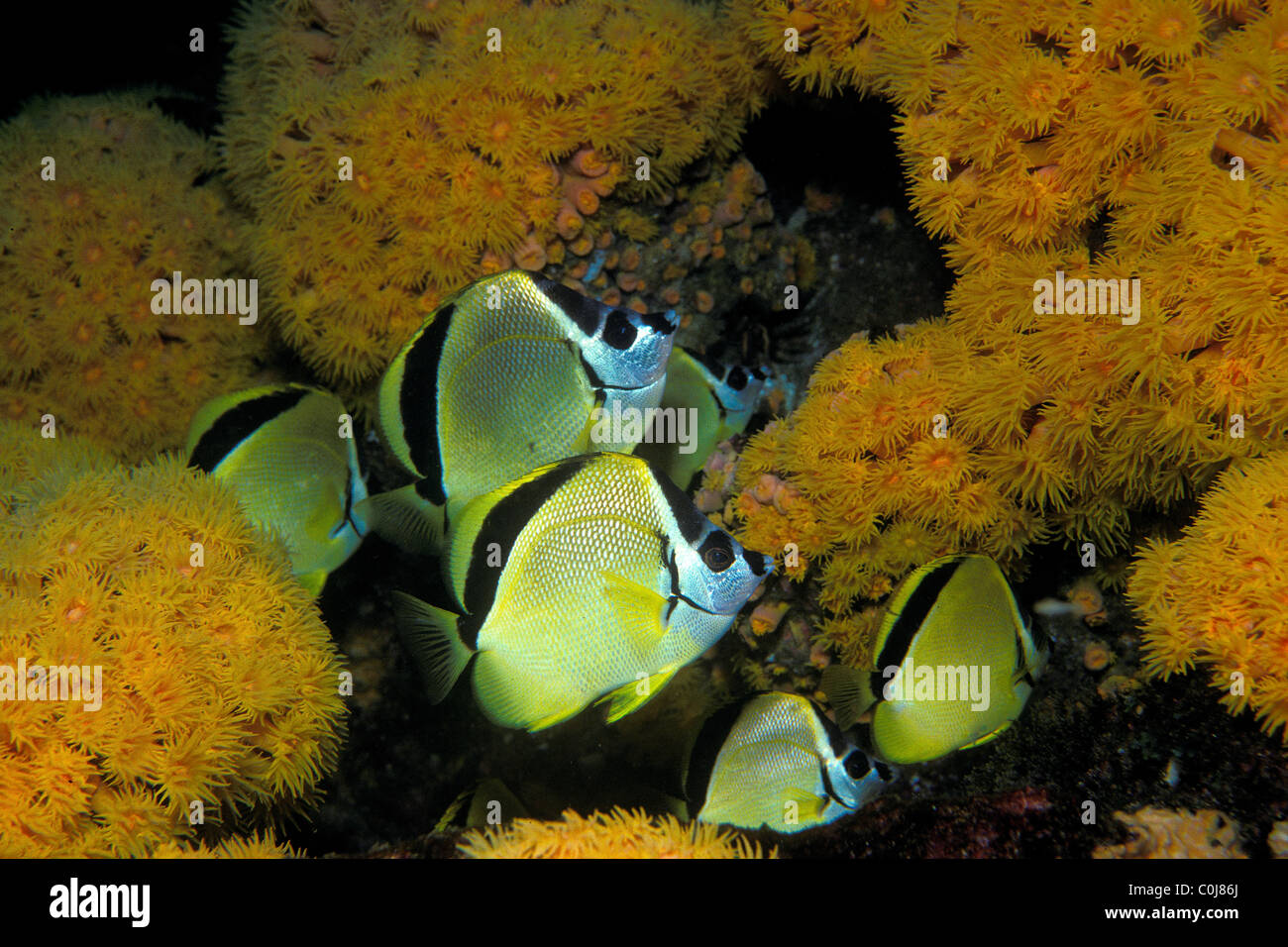 Barberfish, Johnrandalia nigrirostris, Sea of Cortez, Mexico Stock ...
