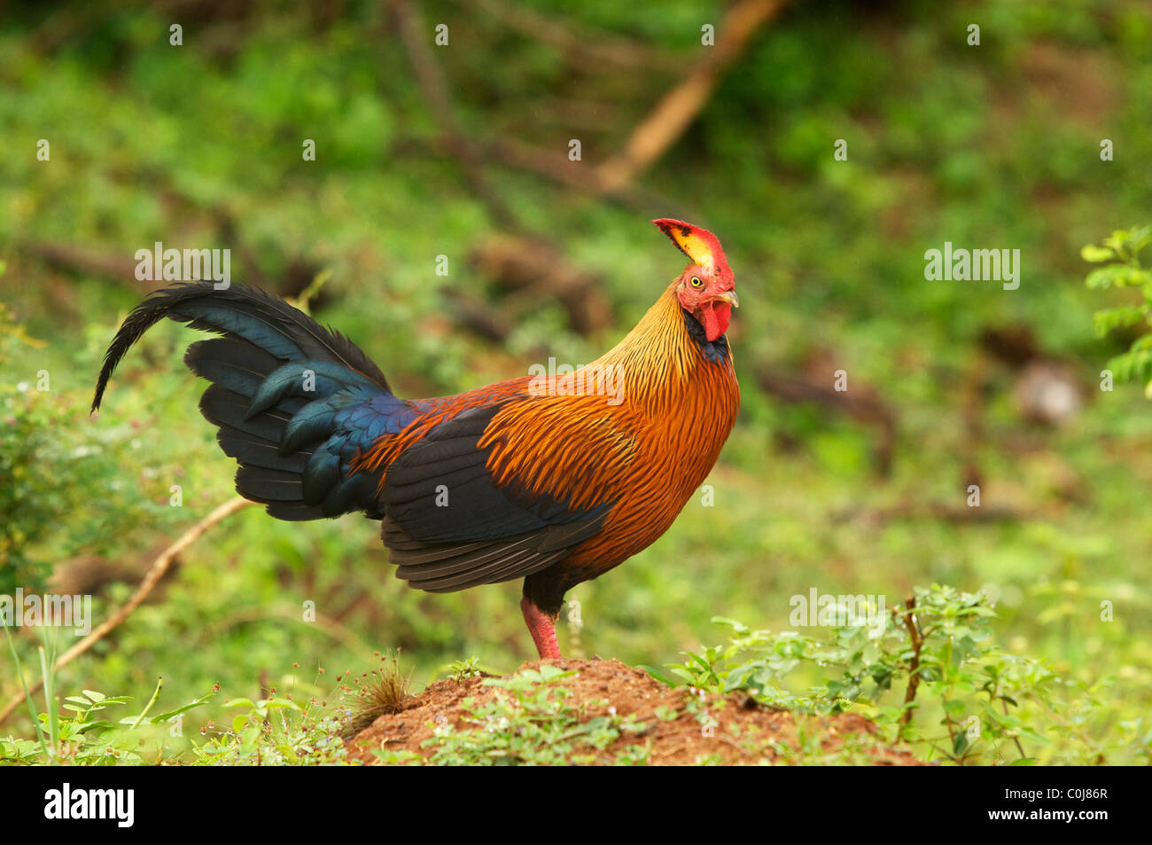 The Junglefowl, the National Bird of Sri Lanka, Yala National Park