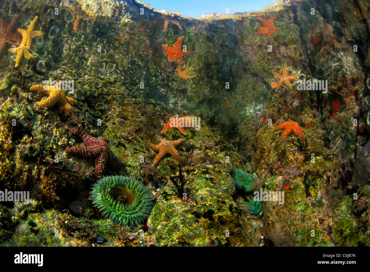 Tidepool, Soberanes Point, Monterey Bay National Marine Sanctuary, Pacific Ocean Stock Photo