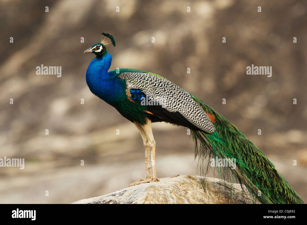 A peacock on a rock, Yala National Park Sri Lanka Stock Photo