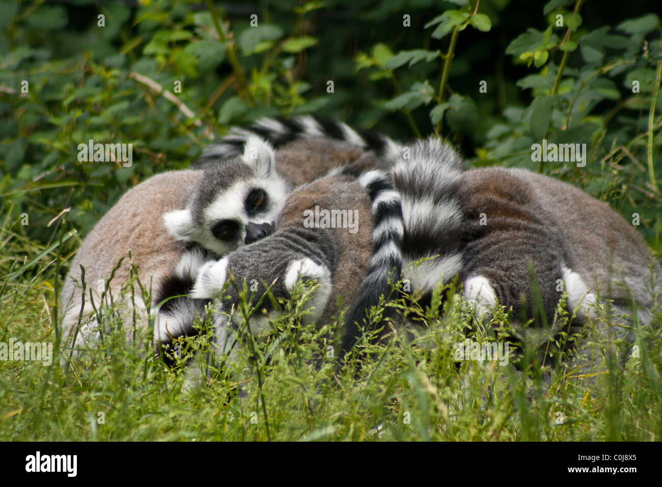 A group of Ring-tailed Lemurs (Lemur catta) sleeping in a huddle at the Copenhagen Zoo in Denmark. Stock Photo