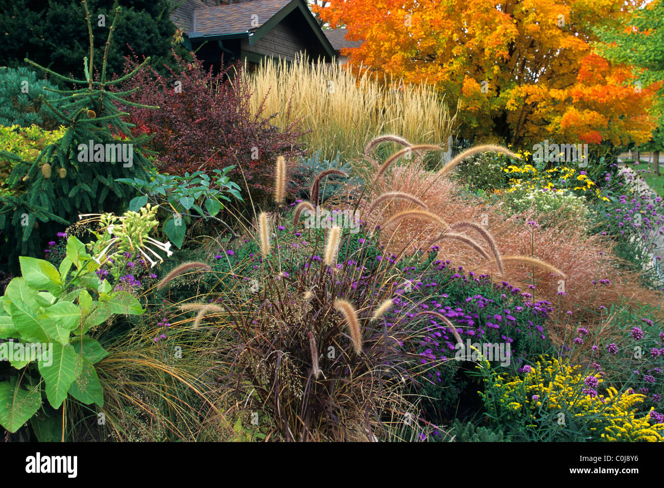 FRONT YARD GARDEN IN OCTOBER INCLUDES PURPLE AND FEATHER ORNAMENTAL GRASSES, GOLDENROD, PURPLE DOME ASTER AND MONTANA MAPLE. Stock Photo